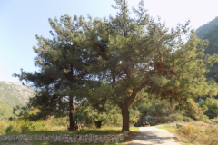 DSCN0020