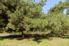 DSCN0021