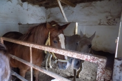 DSCN0036