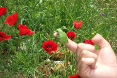 DSCF1223