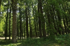 13241383_514266135442623_8874166472484110426_n