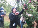 Apple Picking Harissa 28-09-2014