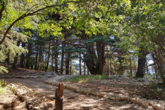 67536467_2274883609233703_6697400615007420416_n