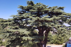 67888843_2274885032566894_3760902161580425216_n