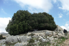 DSCF0764