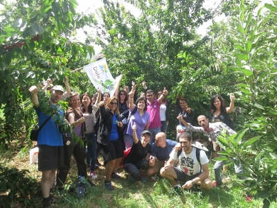 Cherry Picking Tan 21-06-2015