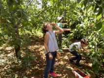 Cherry Picking with The Little Explorer 16-06-2018