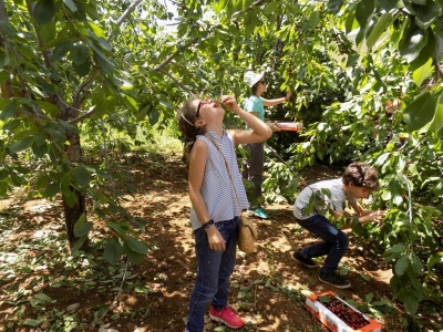 Cherry Picking with The Little Explorer 16-06-2018
