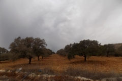20171210_3734 (Medium)