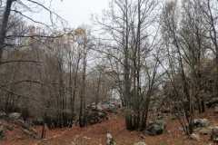 20181209_114716 (Medium)