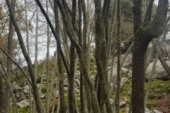 20181209_122621 (Medium)
