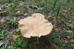20181209_132501 (Medium)