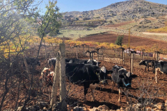 74576057_2486850501370345_5381800261922586624_o