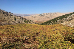 75481764_2486852434703485_6705296551603863552_o