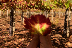 76710892_2486806284708100_6975601950465196032_o